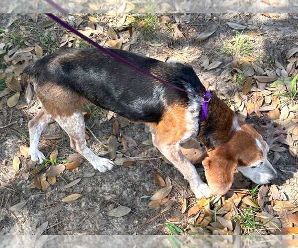 Medium Photo #10 Beagle Puppy For Sale in Dunnellon, FL, USA