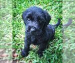 Small Photo #1 Labradoodle Puppy For Sale in STATESBORO, GA, USA