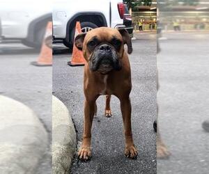 Boxer Dogs for adoption in San Antonio, TX, USA