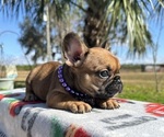 Puppy Ginger French Bulldog
