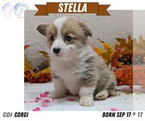 Medium Pembroke Welsh Corgi