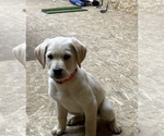 Puppy Blaze Golden Labrador