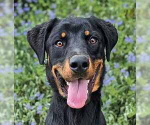 Rottweiler Dogs for adoption in Albuquerque, NM, USA