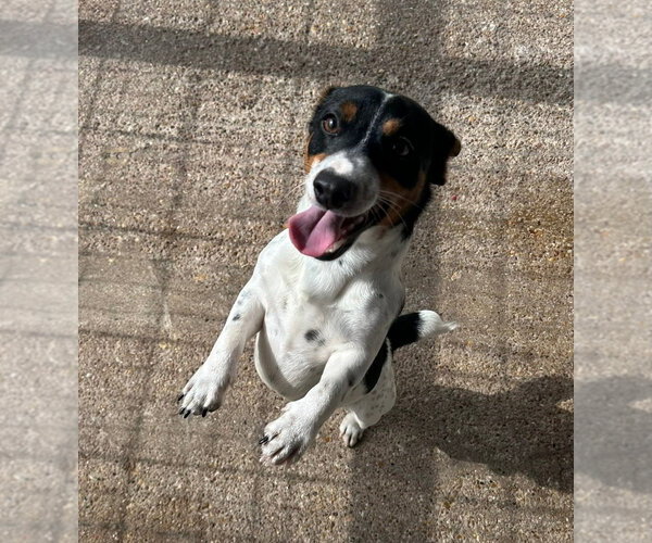 Medium Photo #9 Jack Russell Terrier Puppy For Sale in Oak Bluffs, MA, USA