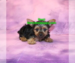 Image preview for Ad Listing. Nickname: Benji