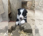 Puppy West LA Fade Border Collie