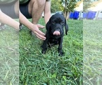Small Photo #17 German Shorthaired Pointer Puppy For Sale in FRANKLIN, KY, USA