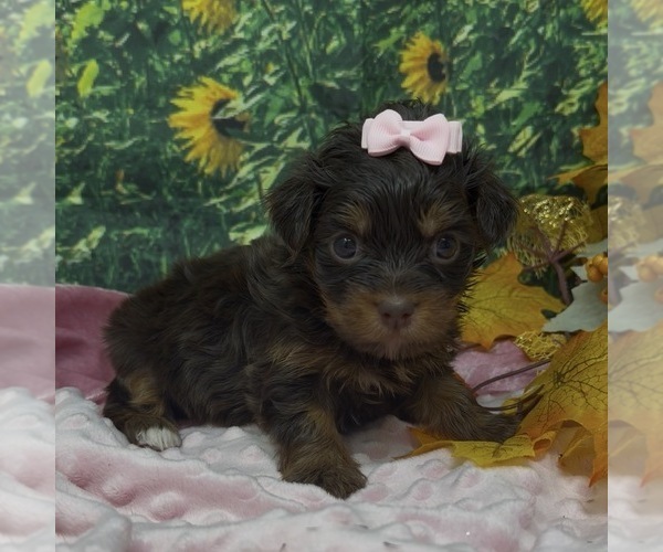 Medium Photo #1 Shorkie Tzu Puppy For Sale in SELLERSBURG, IN, USA