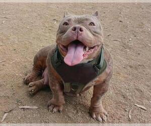 American Pit Bull Terrier Dogs for adoption in Martinez, CA, USA