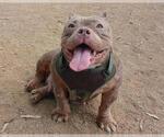 Small American Pit Bull Terrier