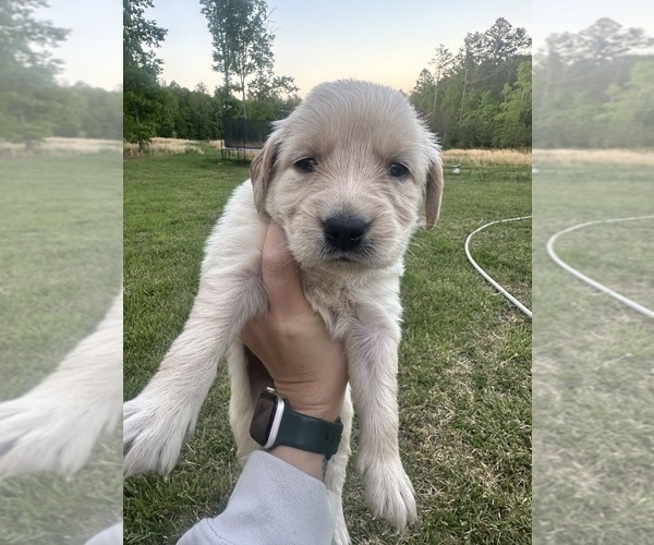 Medium Photo #53 Golden Retriever Puppy For Sale in CONCORD, VA, USA