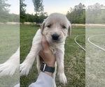 Small Photo #53 Golden Retriever Puppy For Sale in CONCORD, VA, USA