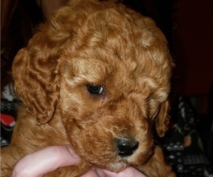 Goldendoodle Puppy for sale in BOON, MI, USA