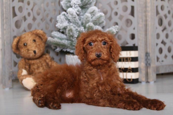 Medium Photo #2 Poodle (Standard) Puppy For Sale in MOUNT VERNON, OH, USA