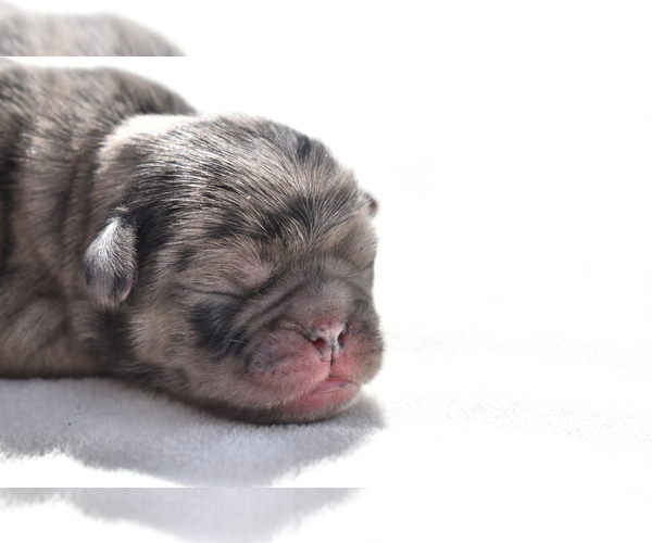 Medium Photo #2 Pug Puppy For Sale in PALM COAST, FL, USA