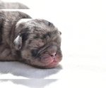 Small #1 Pug