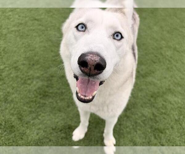 Medium Photo #1 Siberian Husky-Unknown Mix Puppy For Sale in Grand Prairie, TX, USA