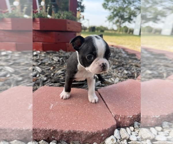 Medium Photo #6 Boston Terrier Puppy For Sale in FREDONIA, KS, USA