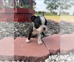 Small #5 Boston Terrier