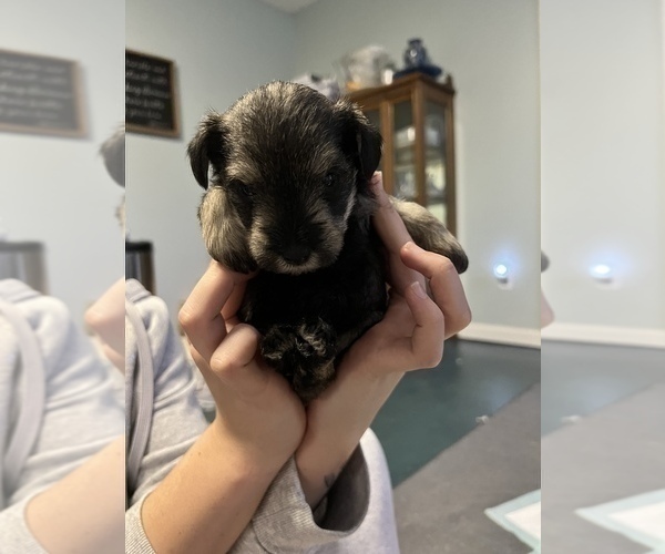 Medium Photo #3 Schnauzer (Miniature) Puppy For Sale in DALLAS, GA, USA