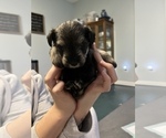 Small Photo #3 Schnauzer (Miniature) Puppy For Sale in DALLAS, GA, USA