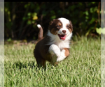 Small #2 Miniature Australian Shepherd