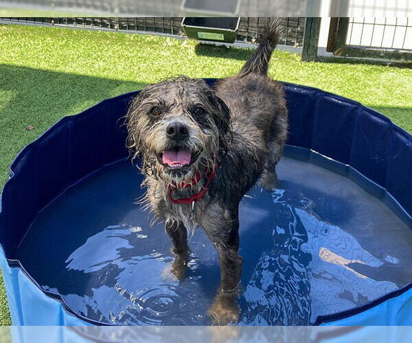 Medium Photo #1 Cairn Terrier-Unknown Mix Puppy For Sale in Orange, CA, USA