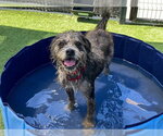 Small Cairn Terrier Mix