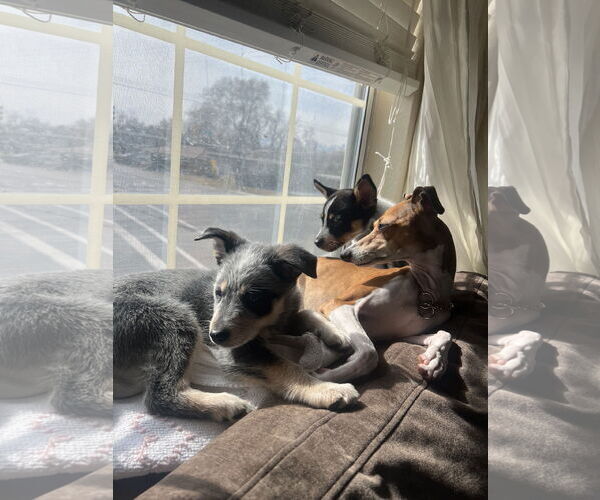 Medium Photo #3 Mutt Puppy For Sale in Sandy, UT, USA