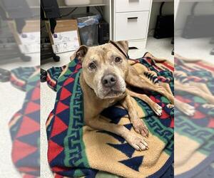 American Pit Bull Terrier Dogs for adoption in Alameda, CA, USA