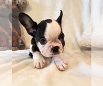 Small #7 French Bulldog