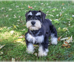 Jefferson - Male Schnauzer (Miniature) Puppy for Sale - Photo #3