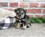 Small #1 Schnauzer (Miniature)