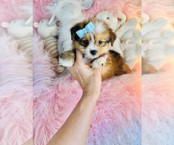 Medium Photo #7 Shiranian Puppy For Sale in BOCA RATON, FL, USA