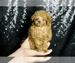 Small Photo #35 Poodle (Miniature) Puppy For Sale in WARSAW, IN, USA