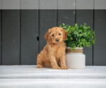 Puppy Brock Cockapoo