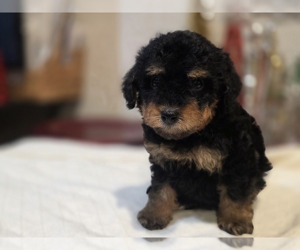 Medium Photo #15 Goldendoodle (Miniature) Puppy For Sale in DUBLIN, TX, USA