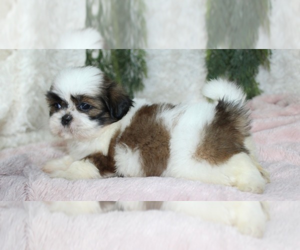 Medium Photo #4 Shih Tzu Puppy For Sale in MIAMI, FL, USA