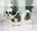 Small #3 Shih Tzu