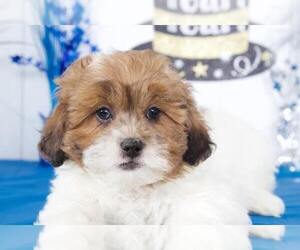 Shih-Poo Puppy for sale in BEL AIR, MD, USA