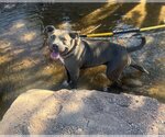 Small Photo #7 American Pit Bull Terrier Puppy For Sale in phoenix, AZ, USA