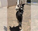 Small #3 German Shepherd Dog-Siberian Husky Mix