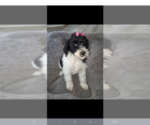Small #2 Poodle (Standard)