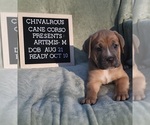 Small Photo #11 Cane Corso Puppy For Sale in MINERAL WELLS, WV, USA