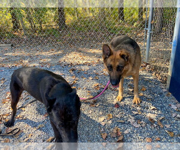 Medium Photo #2 German Shepherd Dog Puppy For Sale in Millburn, NJ, USA