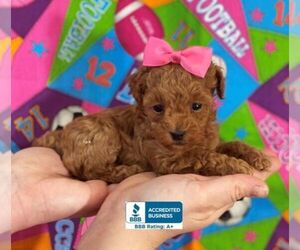 Poodle (Toy) Puppy for sale in WINNSBORO, LA, USA