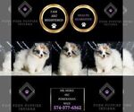 Small Photo #11 Pomeranian Puppy For Sale in WARSAW, IN, USA