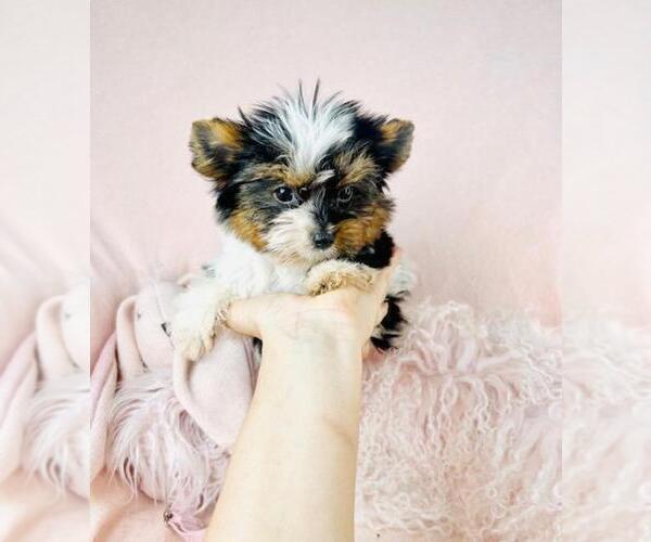 Medium Photo #17 Biewer Yorkie Puppy For Sale in MIAMI BEACH, FL, USA