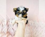 Small Photo #17 Biewer Yorkie Puppy For Sale in MIAMI BEACH, FL, USA