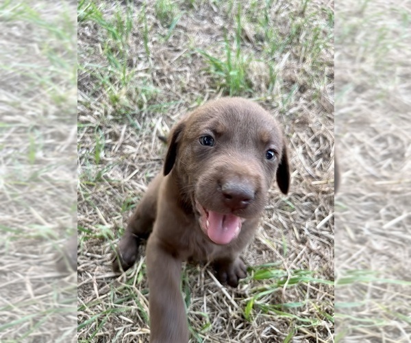 Medium Photo #1 Labrador Retriever Puppy For Sale in GONZALES, TX, USA